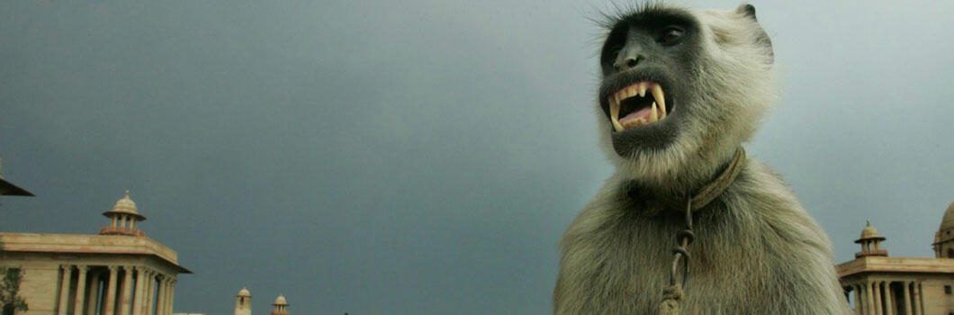 Monkey Suit