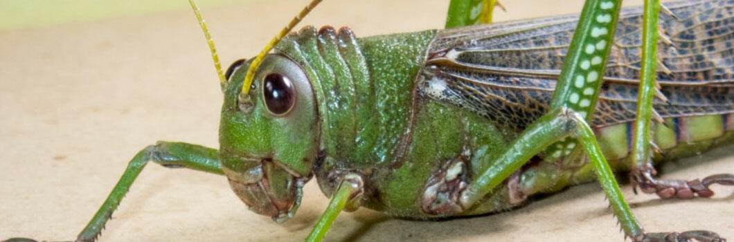 The Wisest Cricket