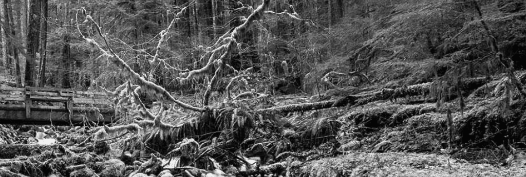Circuits – and the Arbitrariness of Beauty and Value