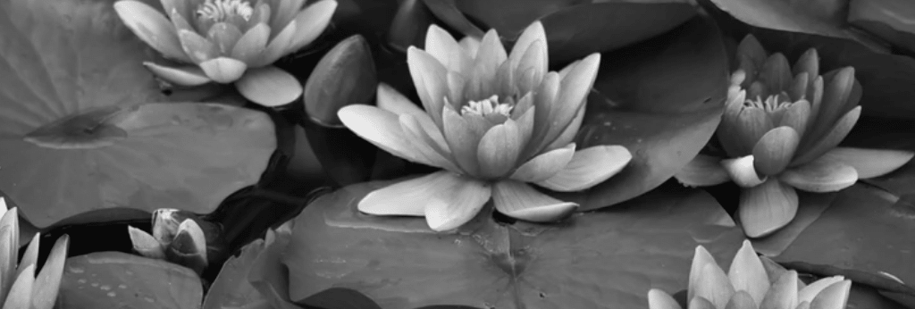 Lotus Eaters vs World Eaters – A Fork in the Road in the Transhuman Transition